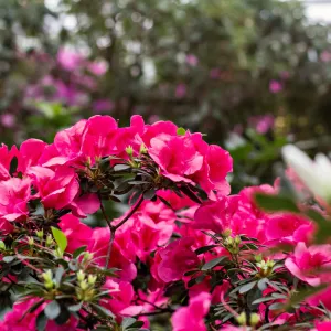 Autumn Rouge® Azalea
