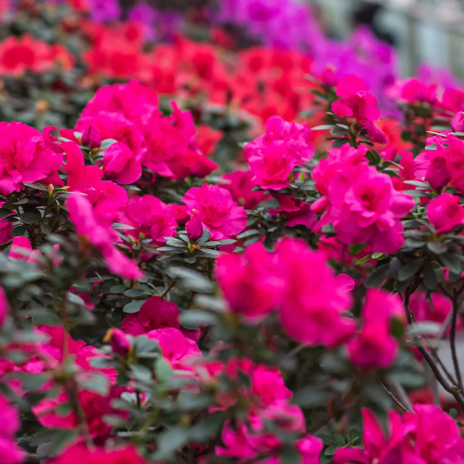 Autumn Rouge® Azalea