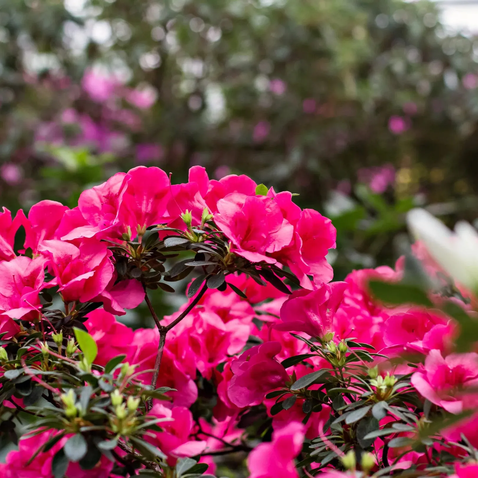 Autumn Rouge® Azalea