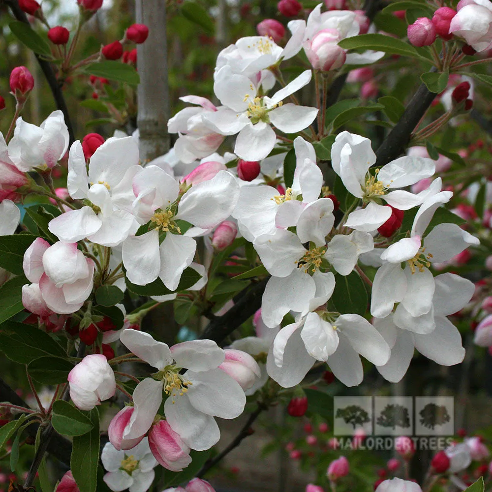 Malus Golden Gem - Crab Apple Tree