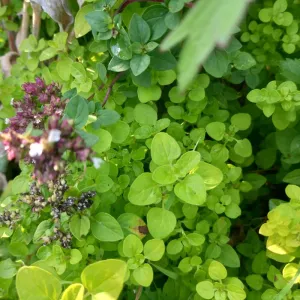 Marjoram, Compact - ORIGANUM vulgare 'Compactum'