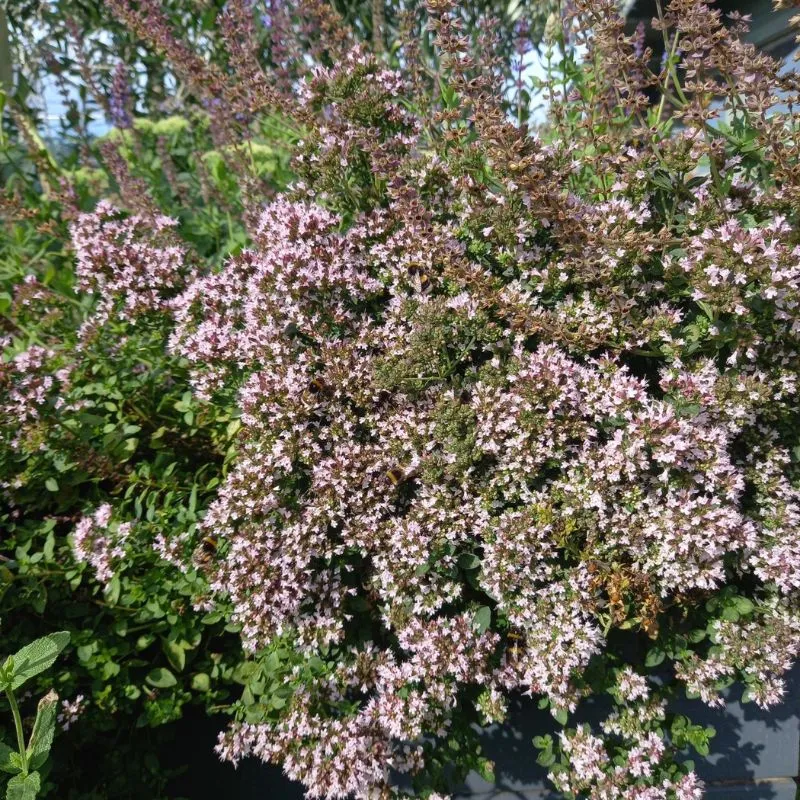 Marjoram, Compact - ORIGANUM vulgare 'Compactum'