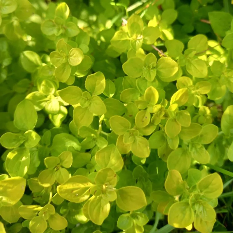 Marjoram, Compact - ORIGANUM vulgare 'Compactum'