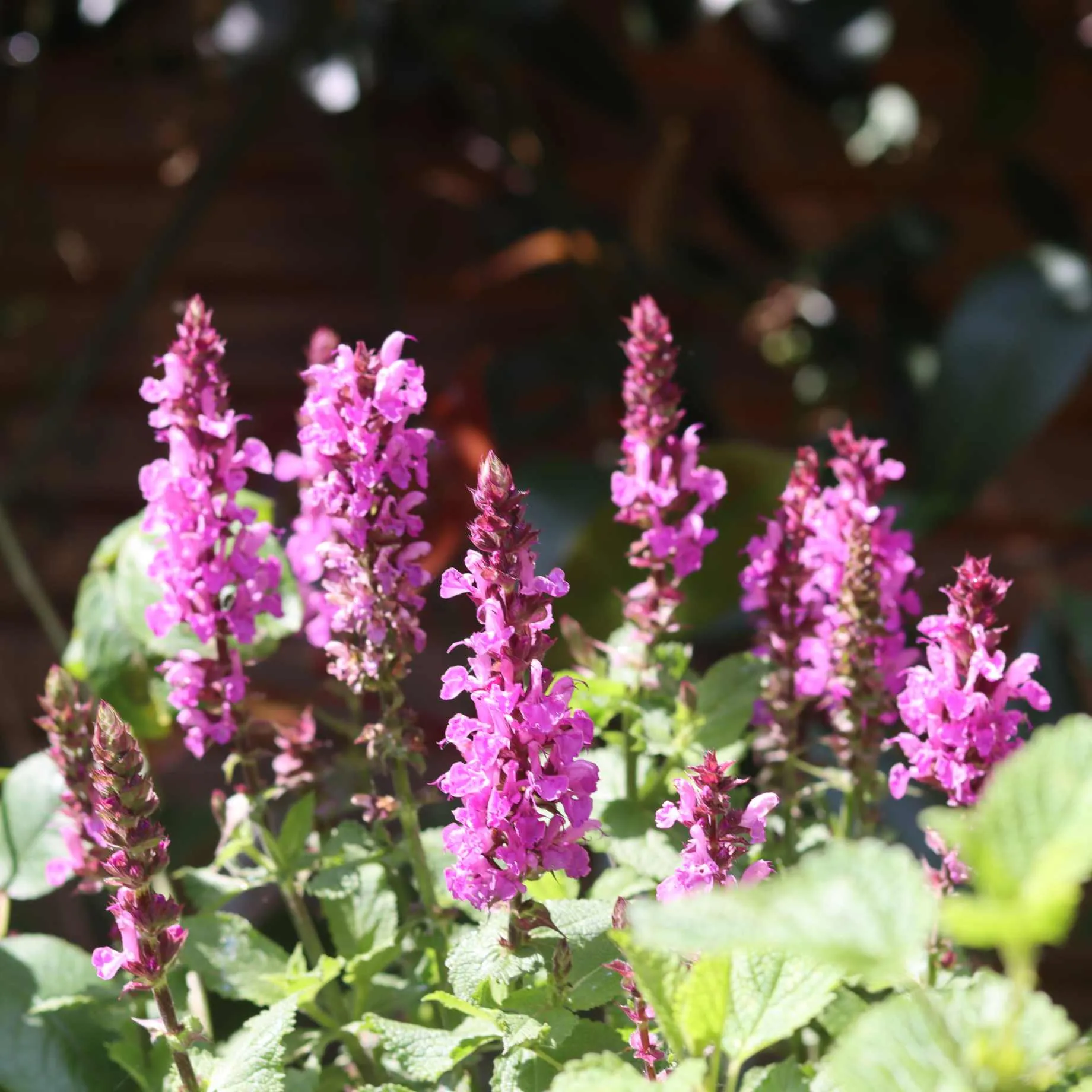 Salvia 'Merleau Rose'