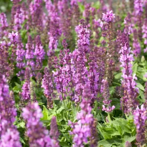 Salvia 'Merleau Rose'